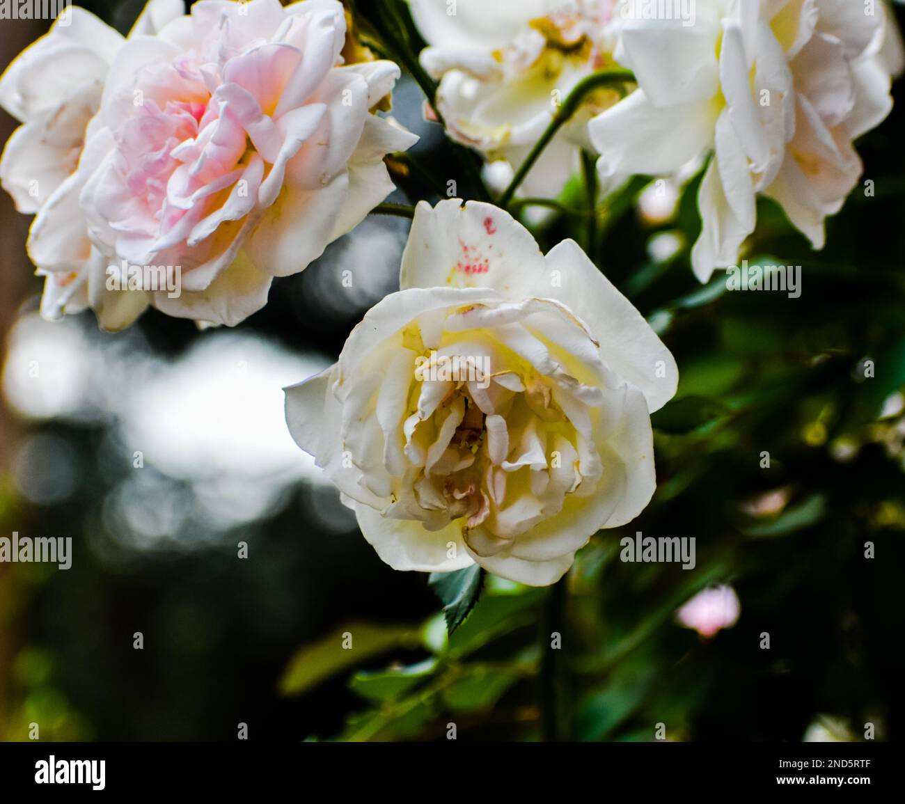 Drei weiße Rosen hängen an einem Ast. Stockfoto