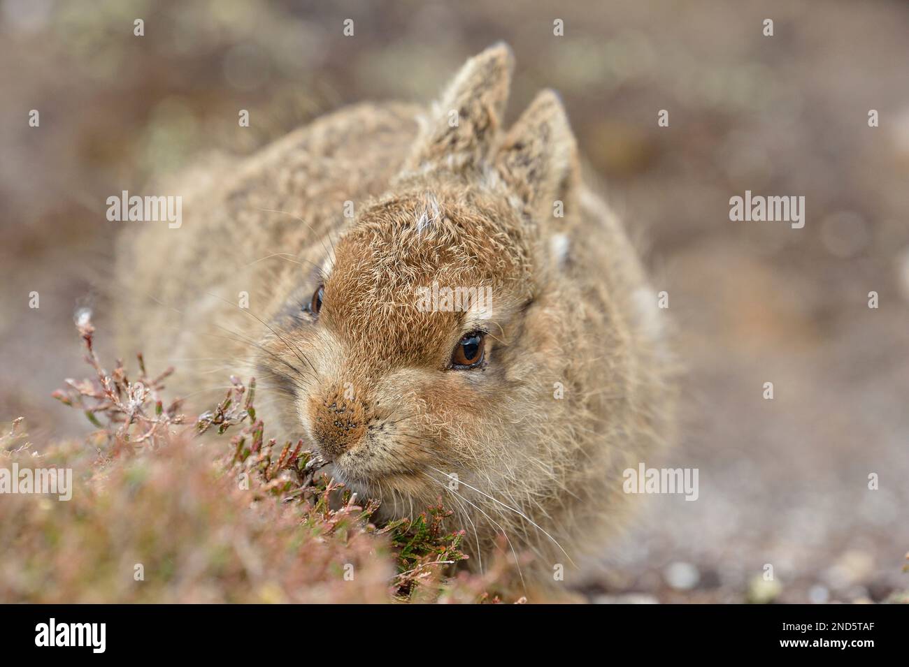 Berghasen (Lepus timidus) Jungtiere in braunem Sommermantel und mit Zeckenbefall, Cairngorms Mountains, Cairngorm National Park, Schottland, Mai Stockfoto