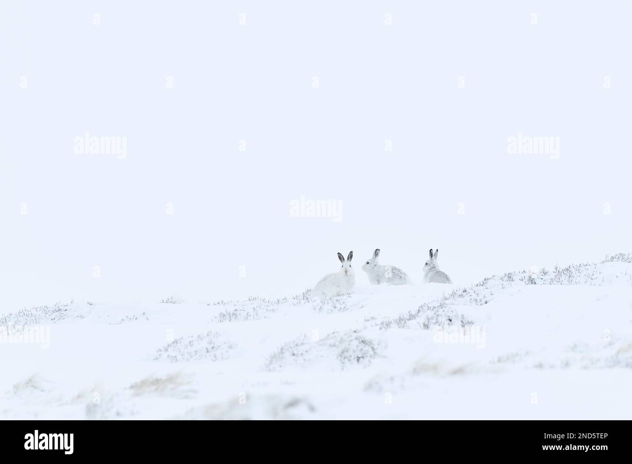 Berghasen (Lepus timidus) Gruppe auf geschützter Seite A Berg im Winter, Glen Shee, Cairngorms National Park, Schottland, März 2020 Stockfoto