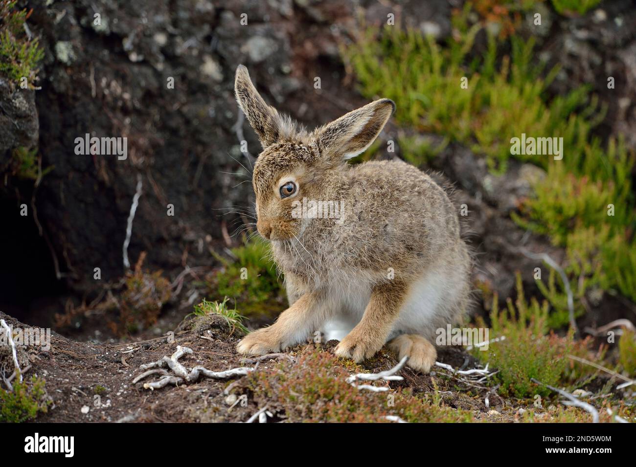 Mountain Hare (Lepus timidus) Jungfräuliches braunes Sommerkleid, Cairngorms Mountains, Cairngorm National Park, Schottland, Juli 2016 Stockfoto