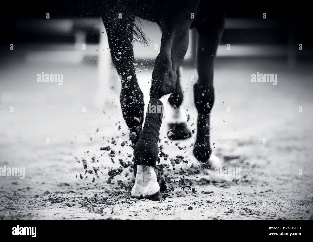 Ein Schwarzweißbild der Hufe eines Pferdes, das schnell galoppiert und Staub aufwirbelt. Pferdesport. Stockfoto