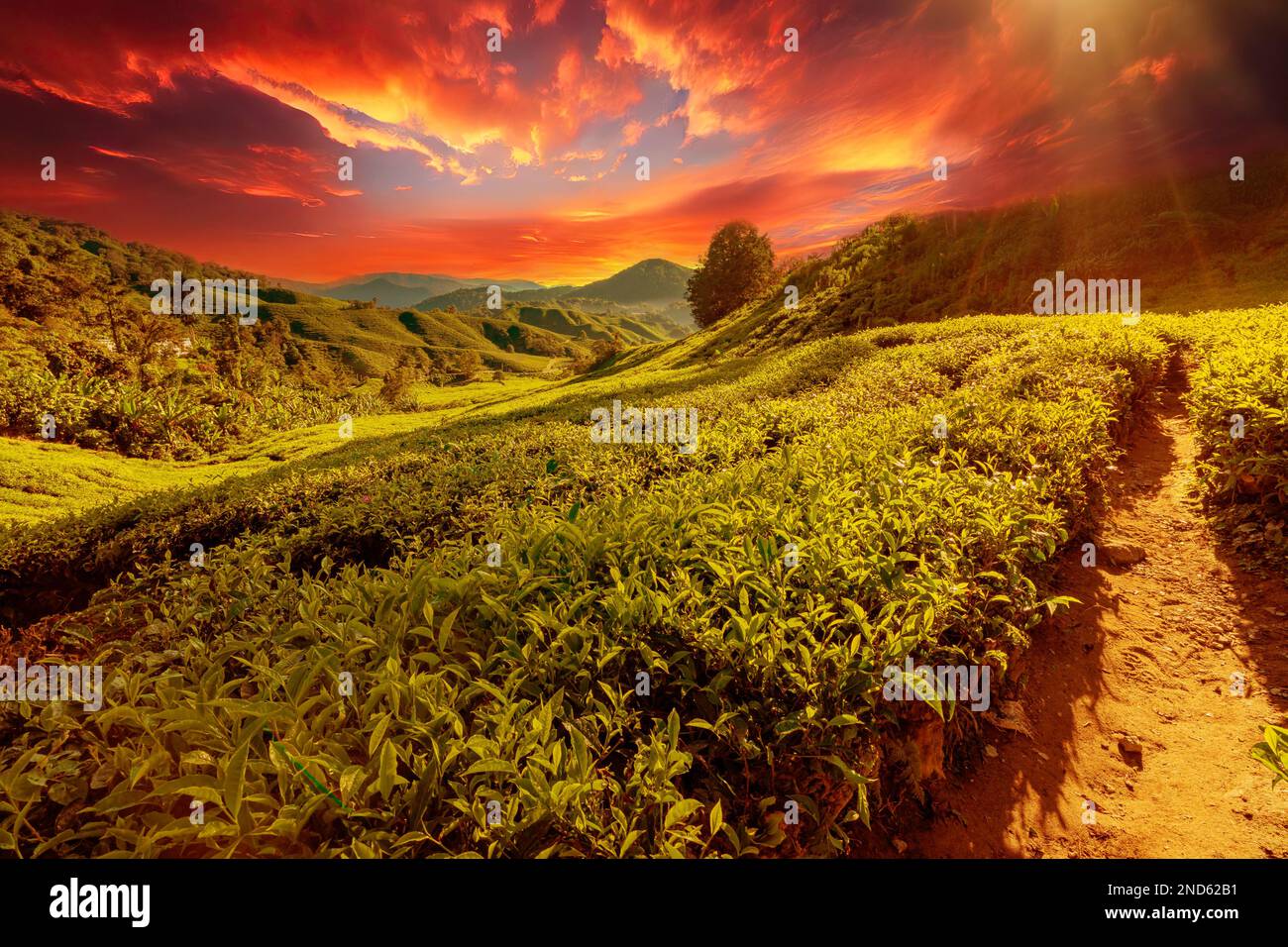 Malaysian Cameron Highlands bei Sonnenuntergang mit seinen ausgedehnten Teeplantagen mit den besten Teeblättern der Welt. Eine Region mit hügeligen terrassenförmigen Feldern Stockfoto
