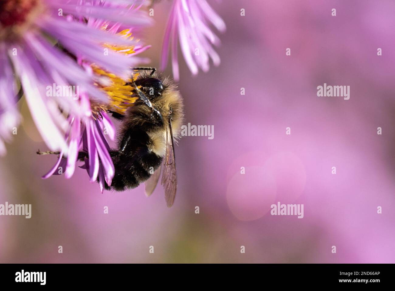 Makrofoto einer Biene in einer lila Blume in einem Landhausgarten im Norden Michigans aus nächster Nähe Stockfoto