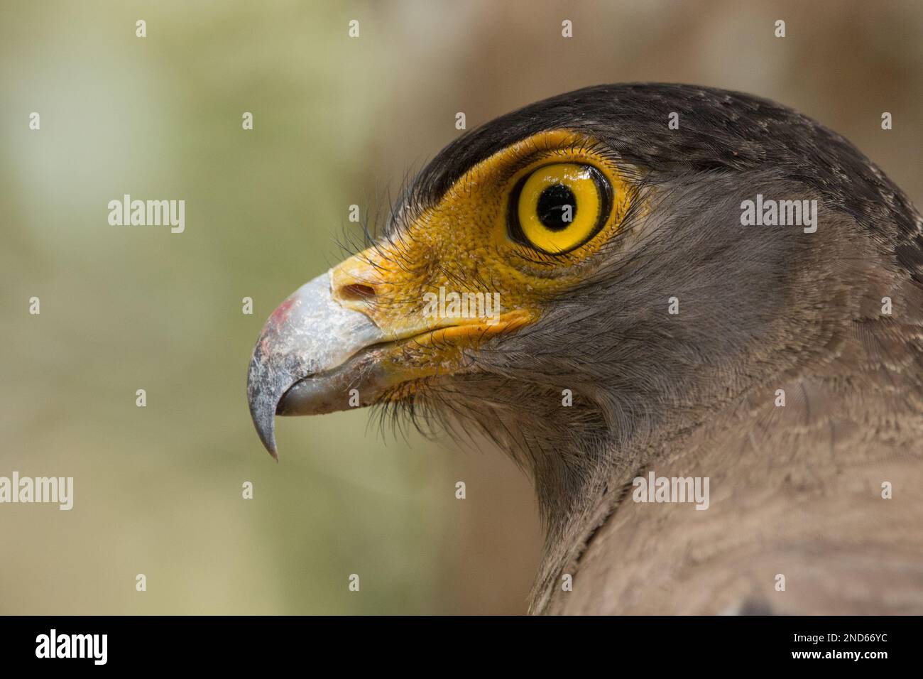 Adler auf der Suche Stockfoto
