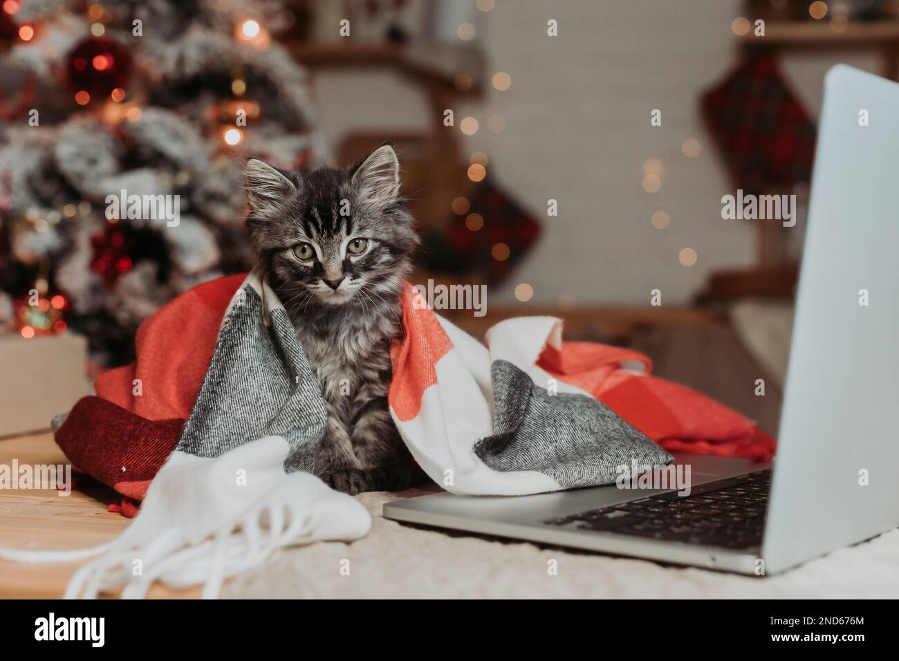 CAT sitzt vor einem Laptop auf dem Hintergrund eines Weihnachtsbaums. Hochwertiges Foto Stockfoto