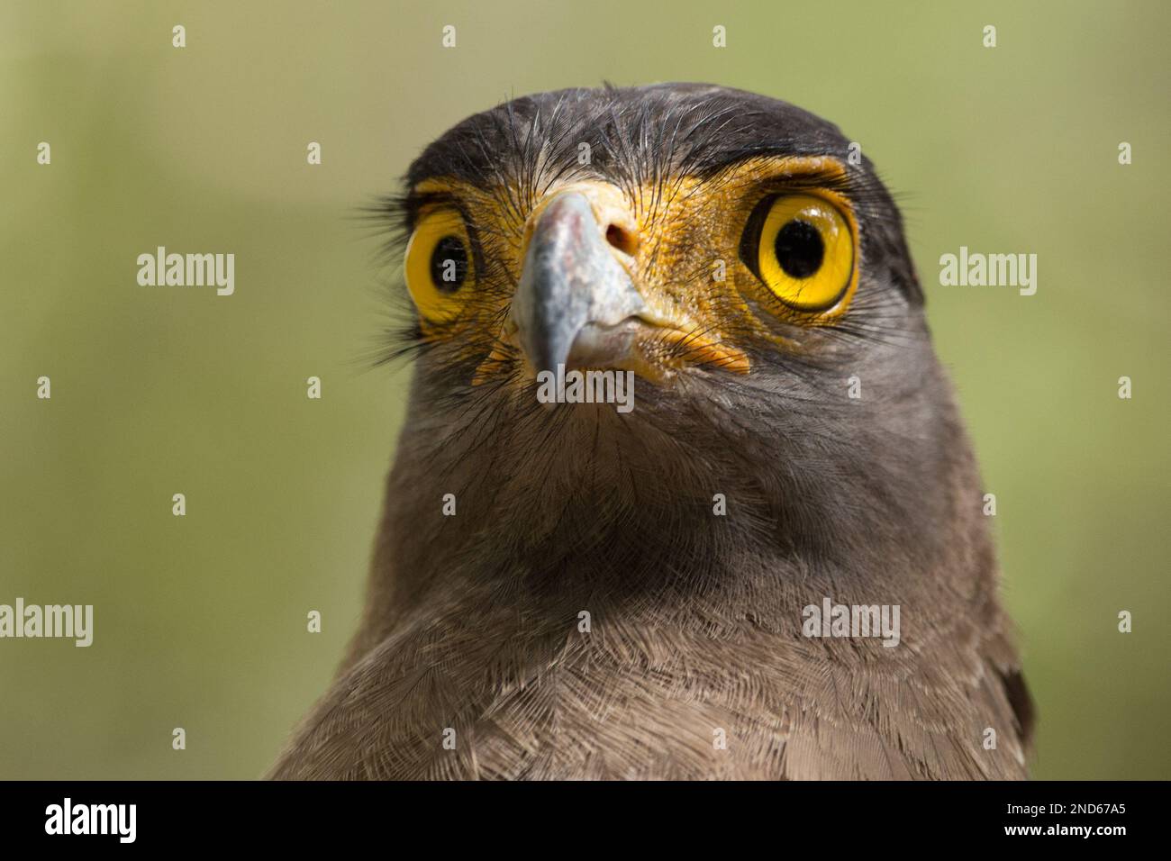 Adler auf der Suche Stockfoto