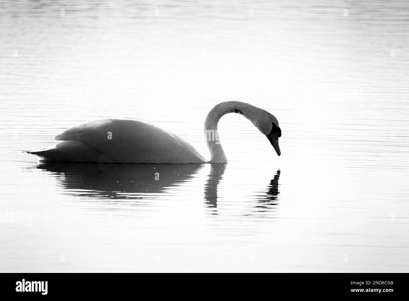 Stummer Schwan (Cygnus-Farbe), der auf seine Reflexion blickt (Schwarz und Weiß) Stockfoto