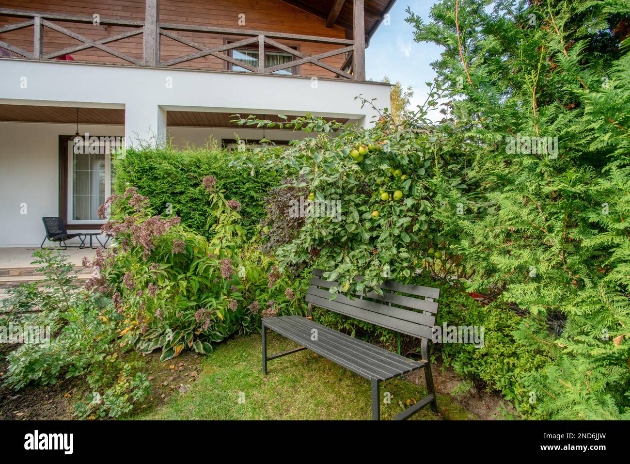 Fortune Eupatorium Pflanze im Garten und die weiße Wand eines großen französischen Chalet Cottage. Blattfarbe im Herbst – demnächst erhältlich, Holzbank und AP Stockfoto