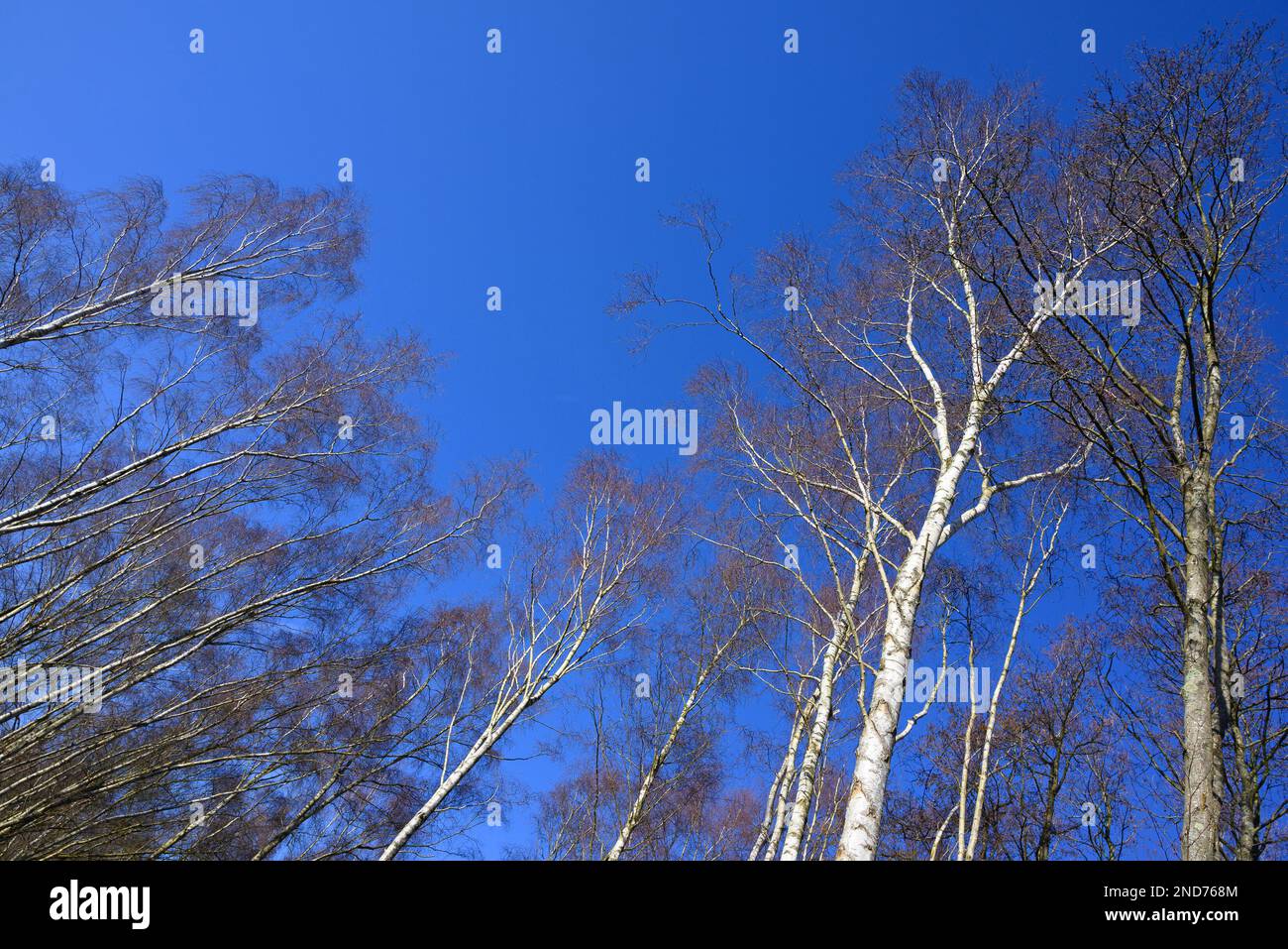 Silberbirken (Betula pendula) im Sevenoaks Wildlife Reserve, Kent, Großbritannien. Februar Stockfoto