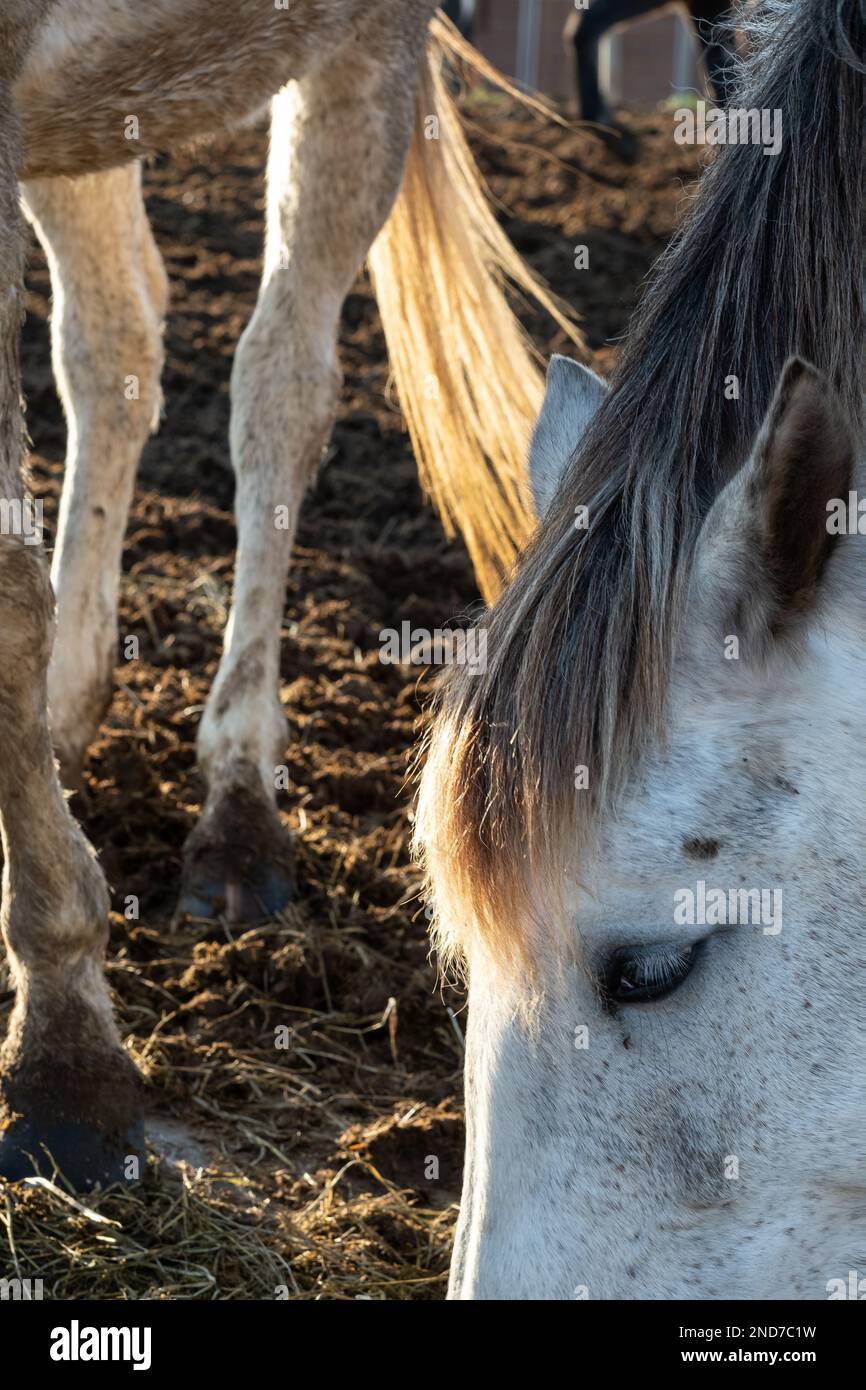Stimmungsvolles Foto mit Nahaufnahme des Kopfes eines grauen Pferdes und Sonnenlicht, das den Rücken eines anderen Pferdes beleuchtet. Pferde essen Heu in einer Koppel. Stockfoto