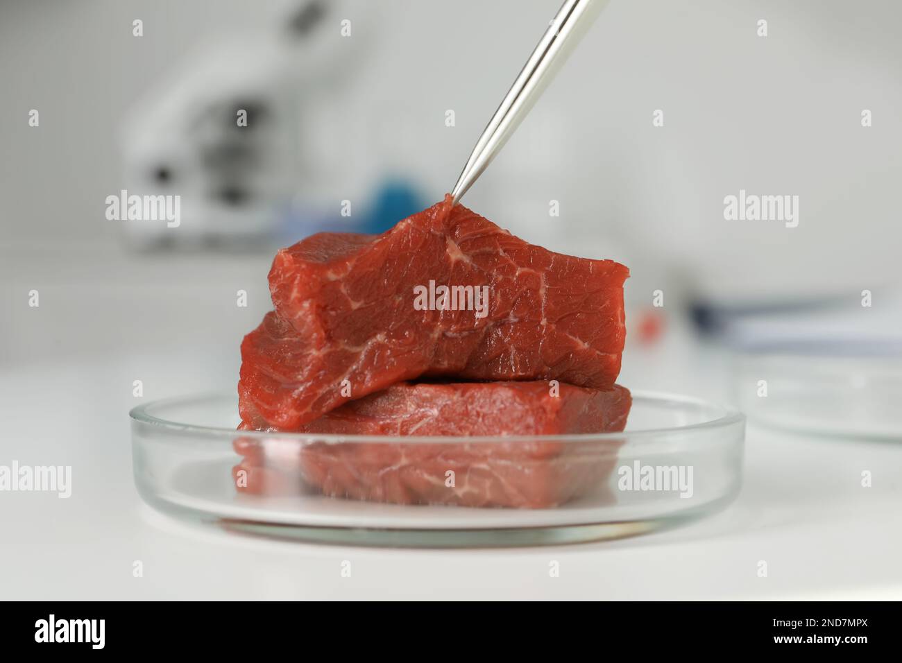 Untersuchung von rohem Zuchtfleisch mit der Pinzette im Labor, Nahaufnahme Stockfoto