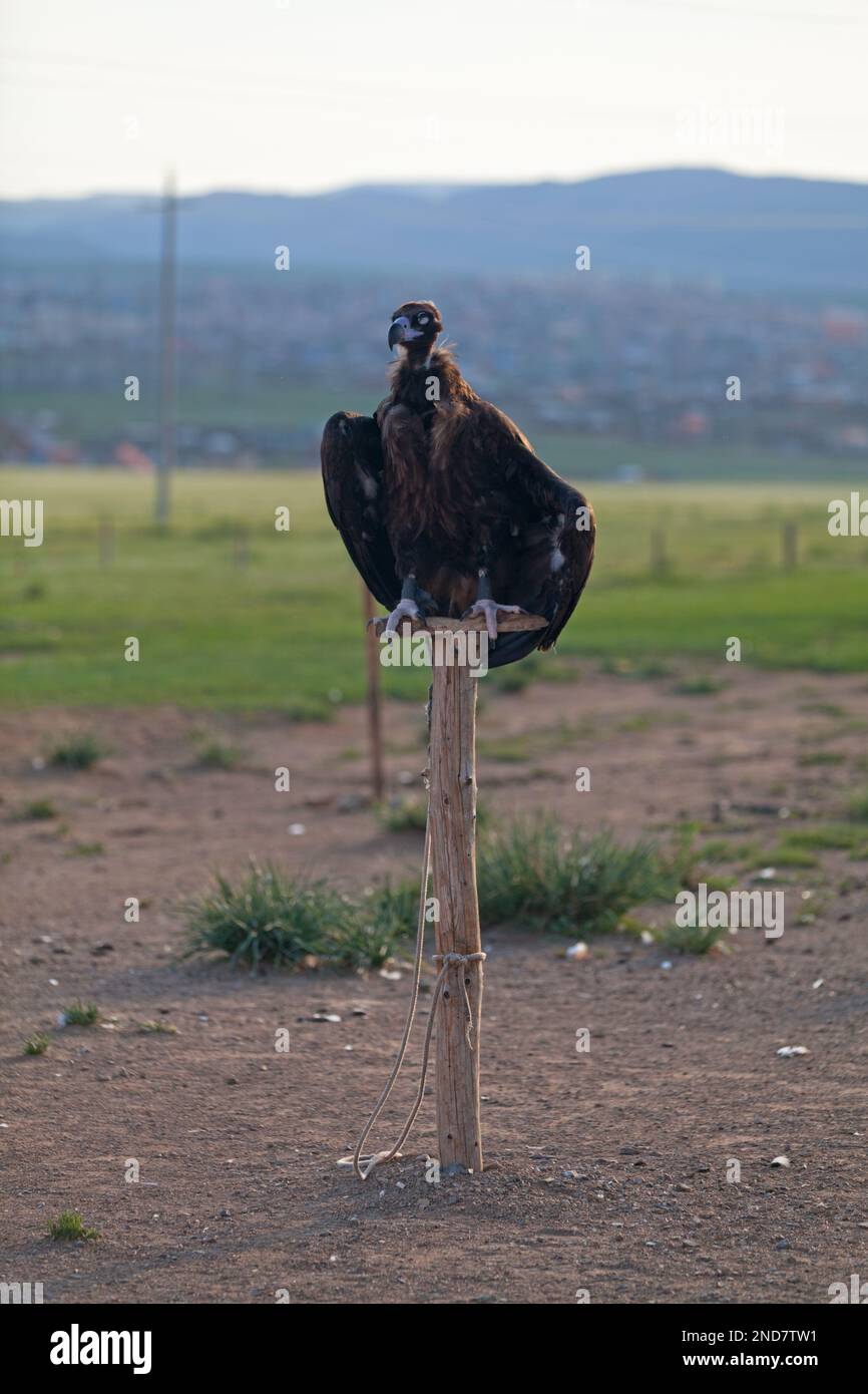 Der Aegypius monachus ist ein großer Raptorial-Vogel, der über weite Teile Eurasiens verbreitet wird. Es ist auch als Schwarzgeier bekannt Stockfoto