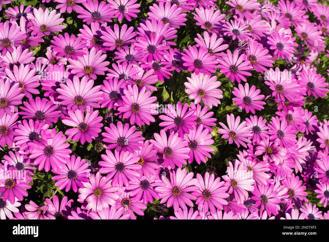 Schöner Hintergrund mit süßen Gänseblümchen in lila Farbe Stockfoto