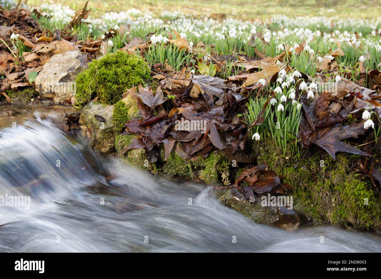 galanthus nivalis, eine winterblühende Schneeglocke, neben einem schnell beweglichen Bach in einem Waldgarten im Vereinigten Königreich im Februar Stockfoto