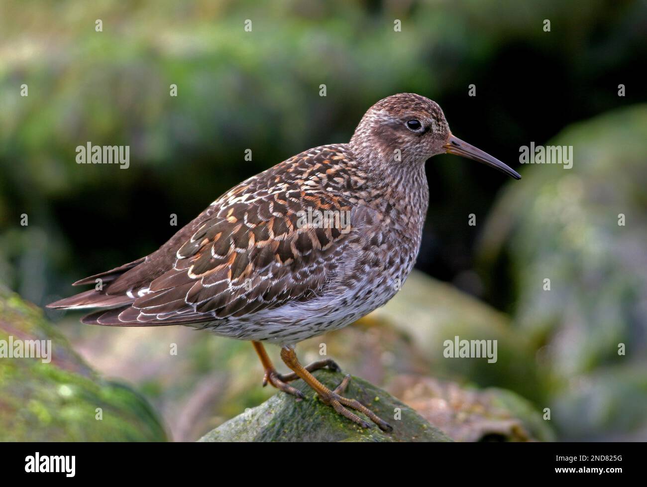 Lila Sandpiper (Calidris maritima) Nahaufnahme der Zucht-Gefieder Veranger Fjord, Norwegen Juni Stockfoto