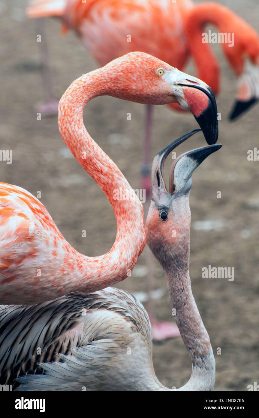 Karibischer Flamingo Mutter füttert Baby, Nahaufnahme, vertikal Stockfoto