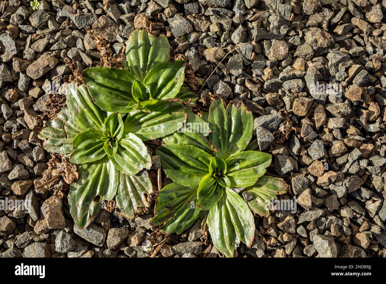 WA23019-00... WASHINGTON - Hardy-Pflanzen wachsen aus den Felsen und wandern oft am North Head Lighthouse im Cape Disappointment State Park weiter. Stockfoto