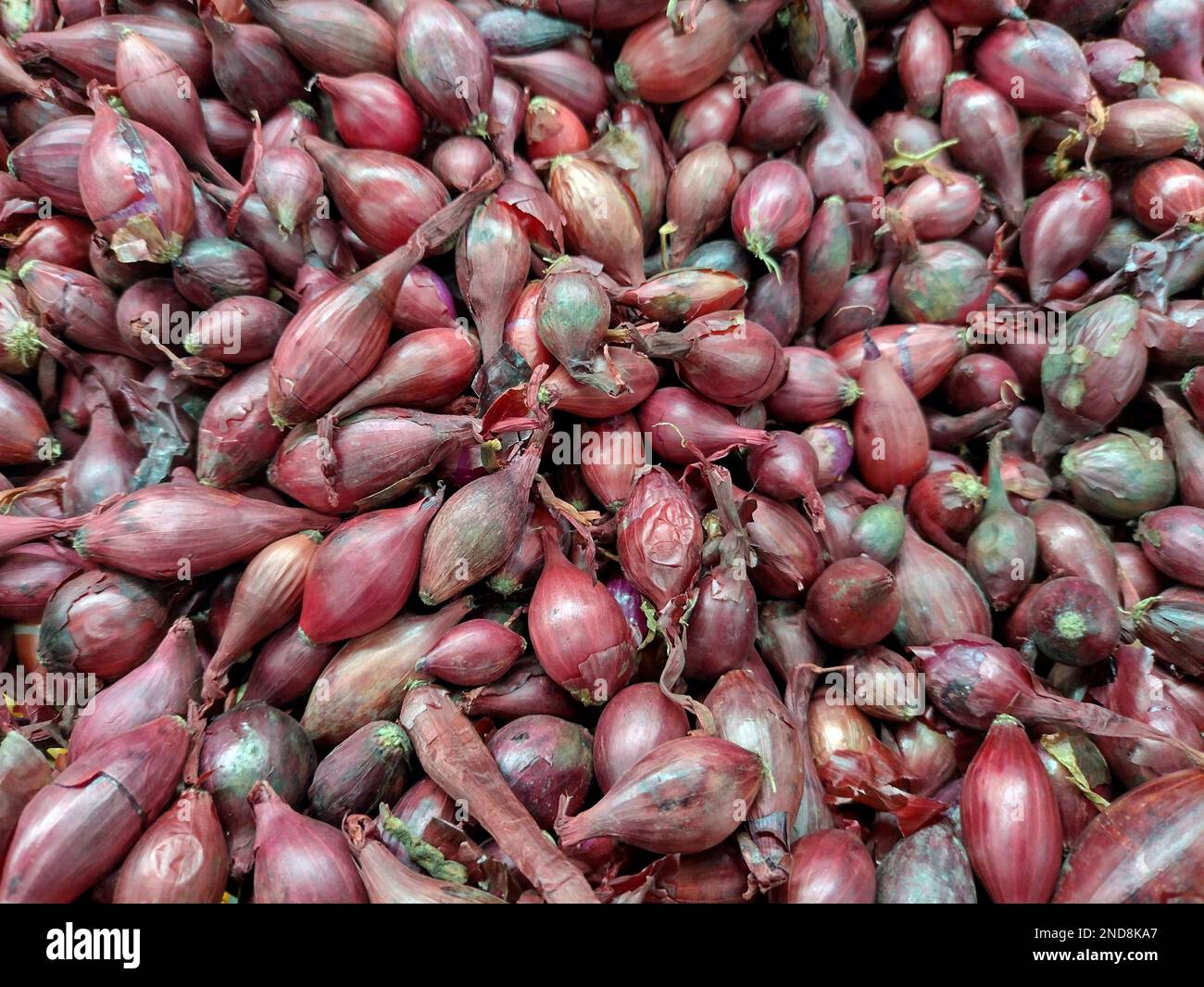 Ein Haufen roter Schnittlauch - Gemüse Stockfoto