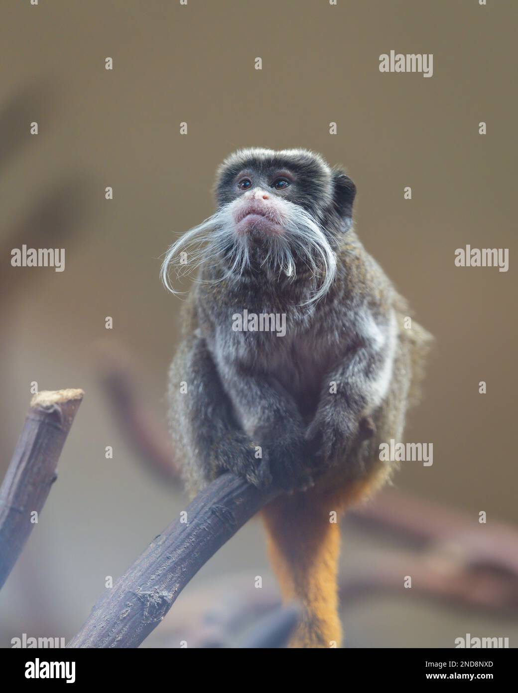 Kaiser Tamarin (Saguinus Imperator) Affe auf Ast mit hervorragendem, langem, weißem Bart. Stockfoto