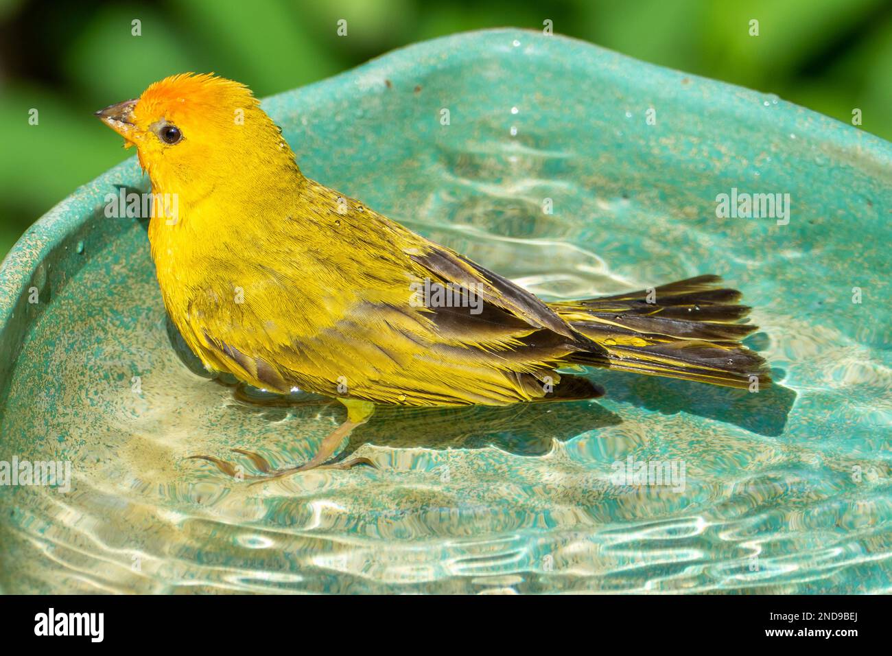Atlantischer Kanarienvögel, ein kleiner brasilianischer Wildvögel. Der gelbe kanarienvögel Crithagra flaviventris ist ein kleiner Singvögel aus der Familie der Finken. Stockfoto