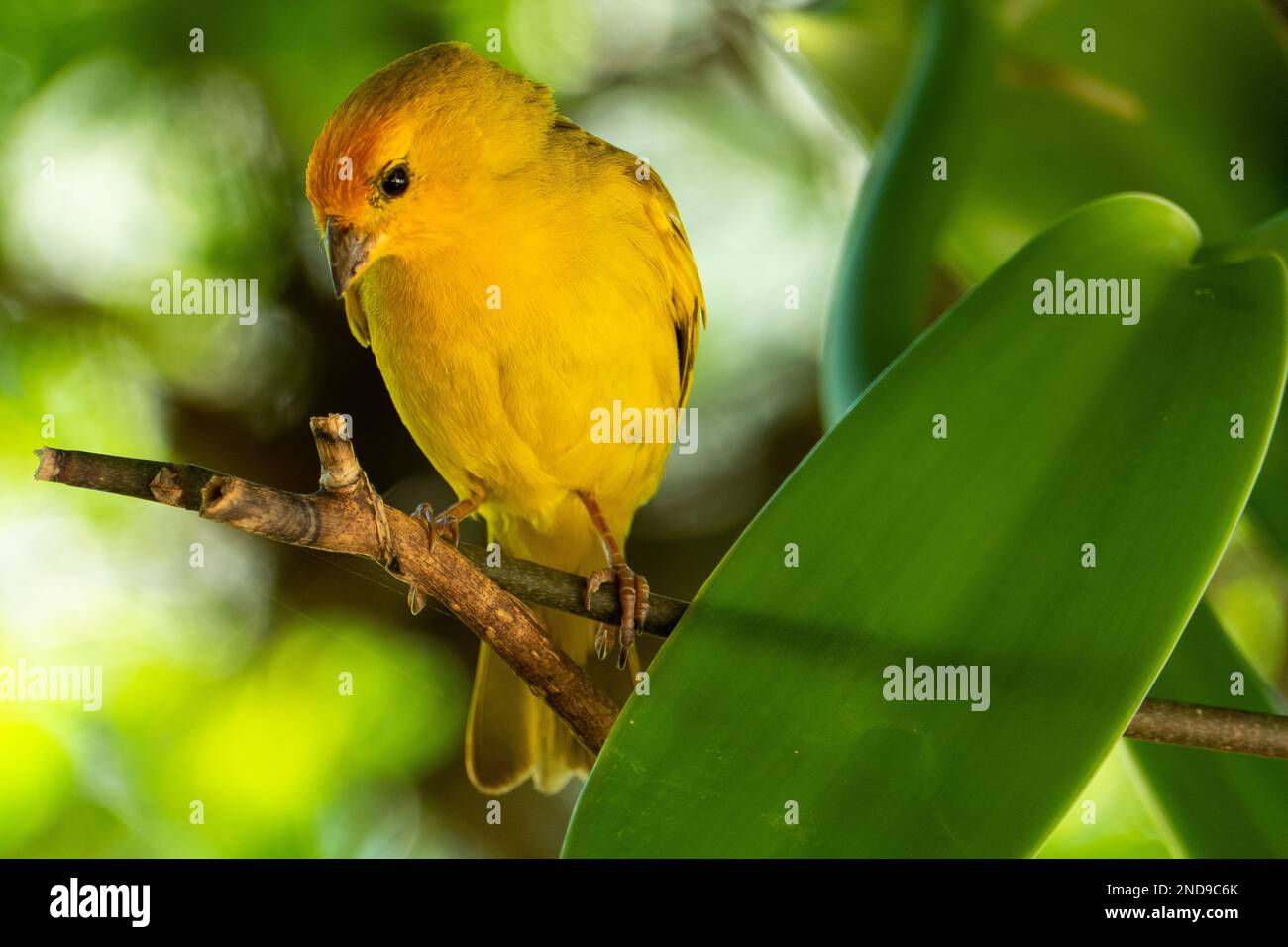 Atlantischer Kanarienvögel, ein kleiner brasilianischer Wildvögel. Der gelbe kanarienvögel Crithagra flaviventris ist ein kleiner Singvögel aus der Familie der Finken. Stockfoto