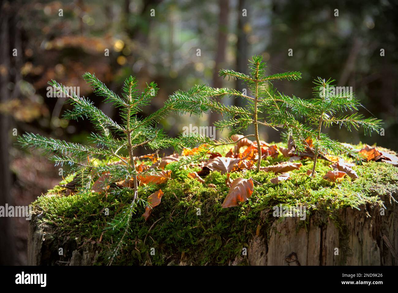 Herbstwald in hellem Sonnenlicht und Blätter in leuchtenden Farben. Stockfoto