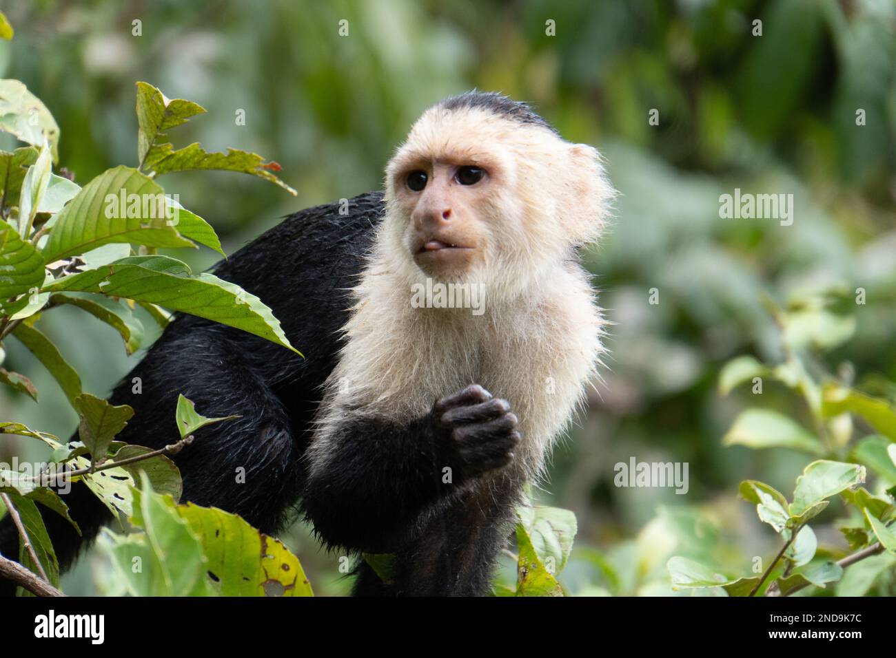 Weißer oder weißer Kapuzineraffe in einem Costa-ricanischen Regenwald Stockfoto