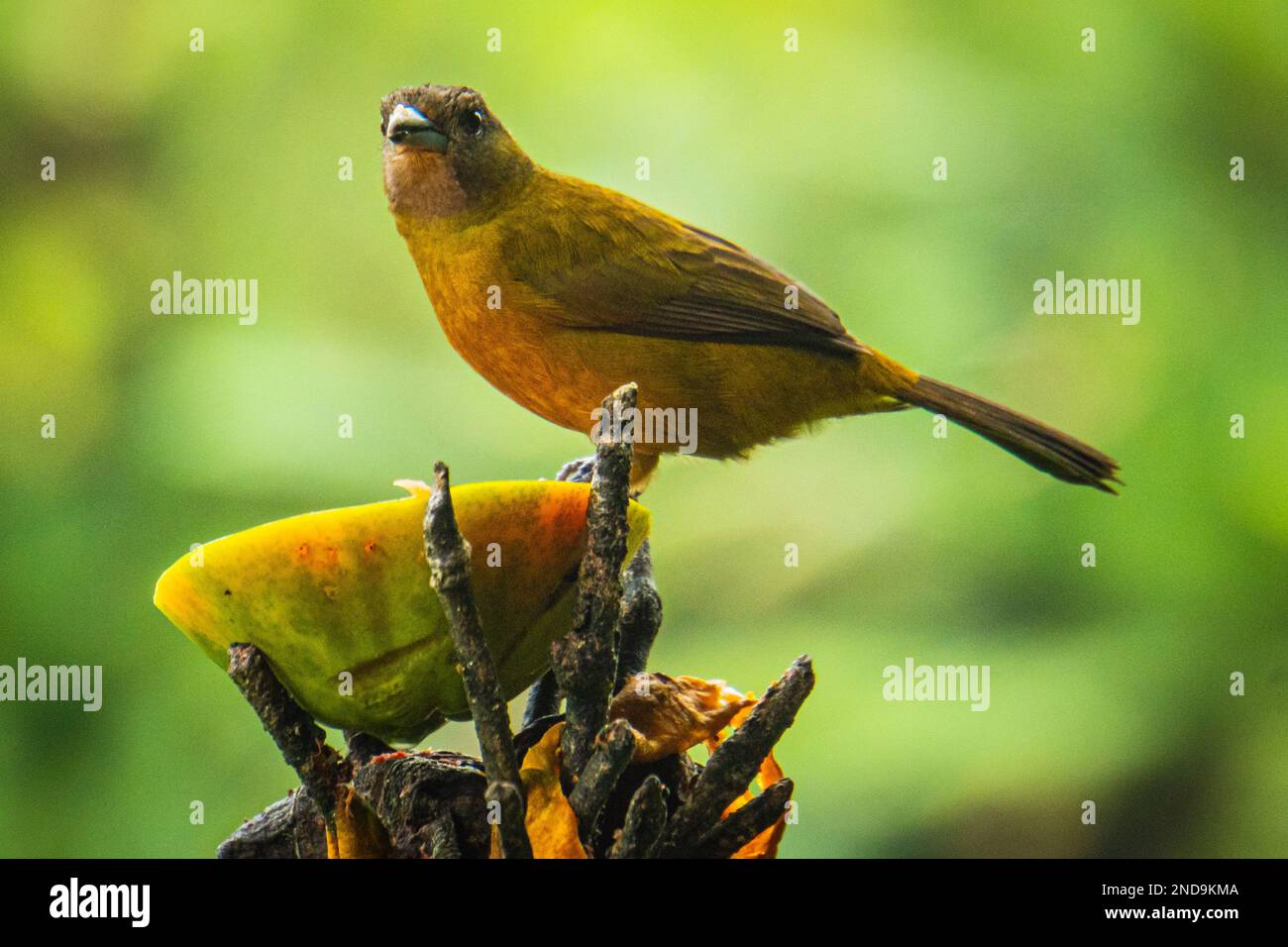 Scharlachrote Tänzerin, ein tropischer Vogel in Costa Rica Stockfoto