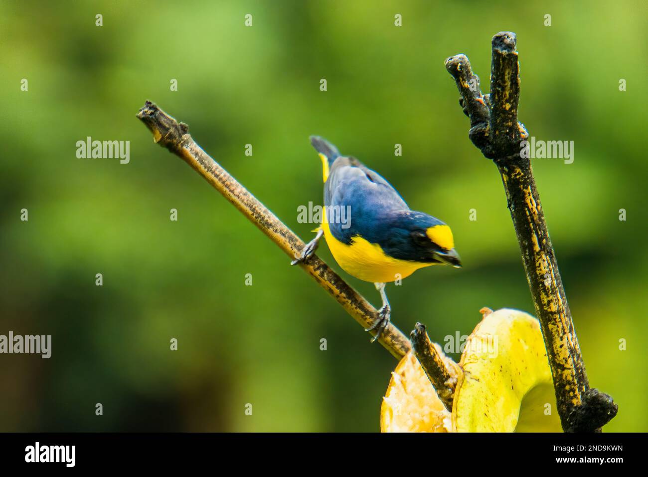 Gelbkronige Euphonia, ein tropischer Vogel in Costa Rica Stockfoto