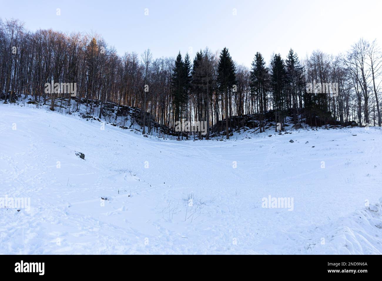 Stille Nacht: Ein Winterwald mit Schneedecke Stockfoto
