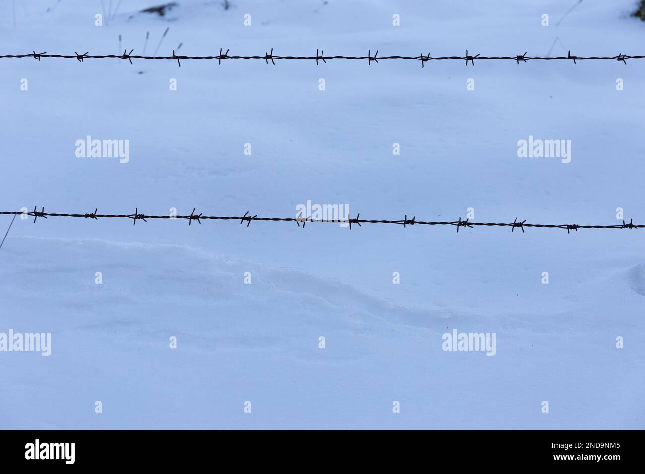 Im Winter: Die Schönheit des Stacheldrahts gegen den Schnee Stockfoto