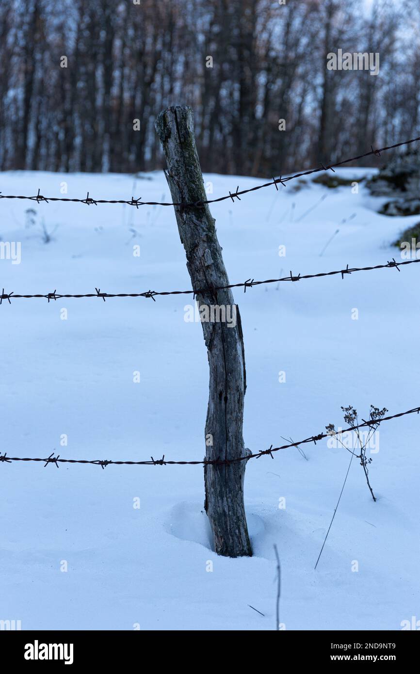 Im Winter: Die Schönheit des Stacheldrahts gegen den Schnee Stockfoto