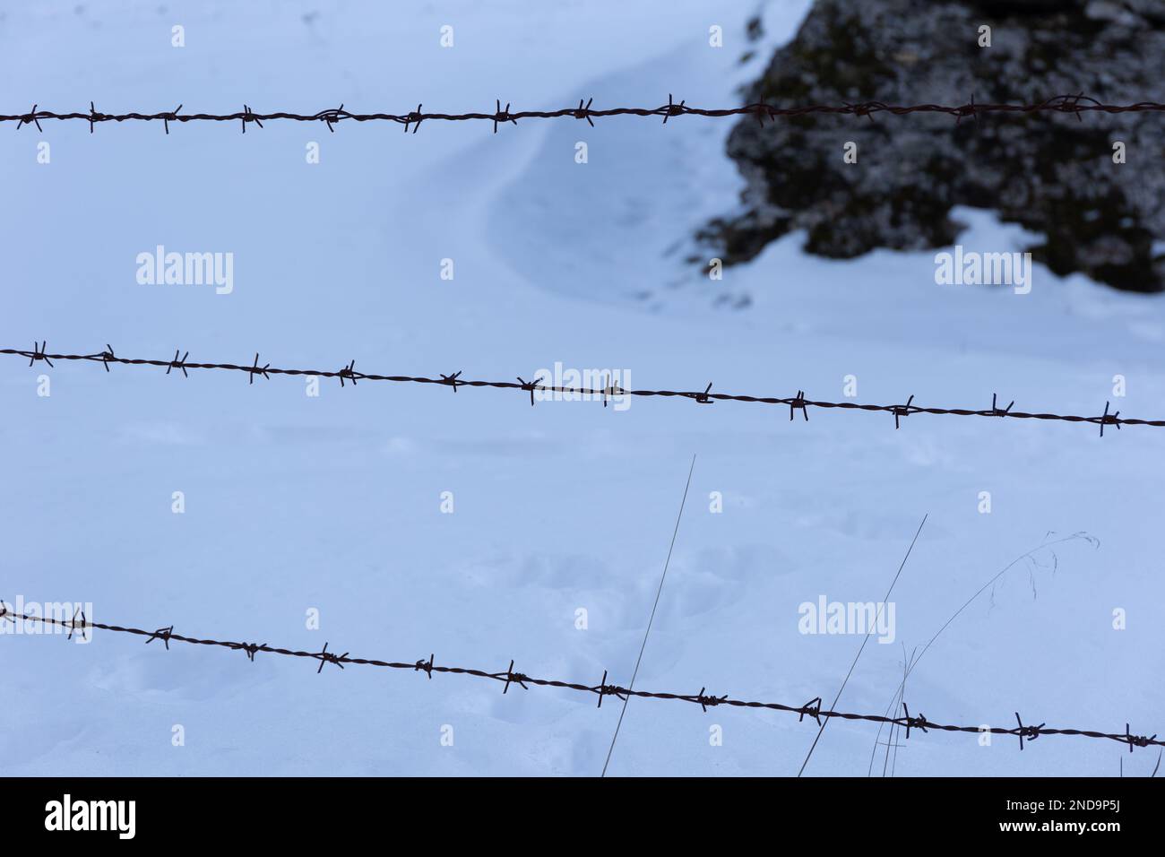 Im Winter: Die Schönheit des Stacheldrahts gegen den Schnee Stockfoto