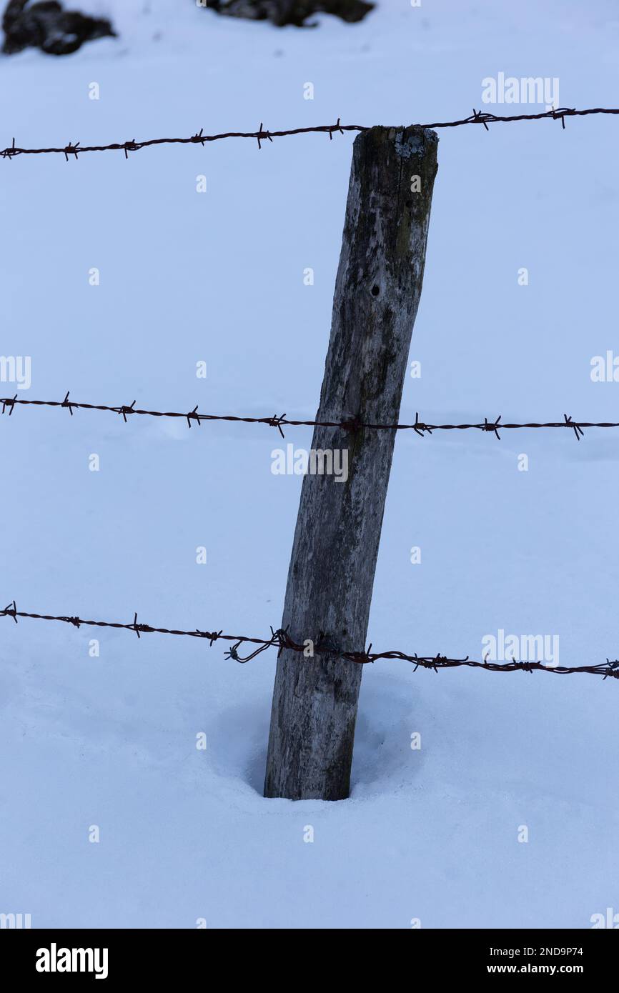 Im Winter: Die Schönheit des Stacheldrahts gegen den Schnee Stockfoto