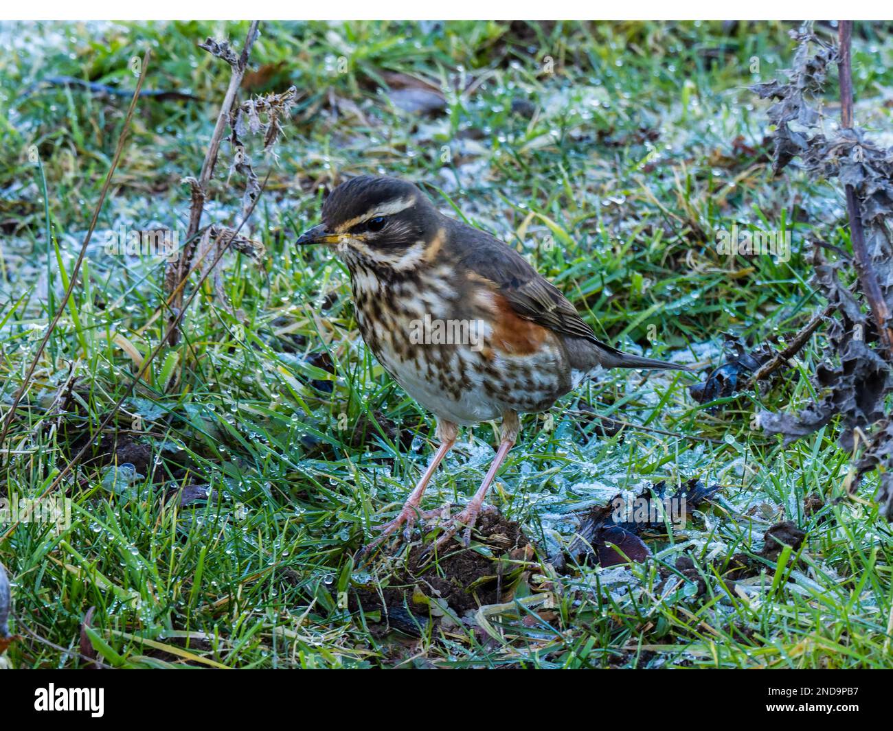 Ein überwinterender Rotschopf, Turdus iliacus, hoch oben auf dem Boden. Stockfoto