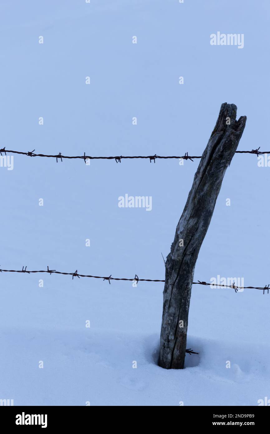 Im Winter: Die Schönheit des Stacheldrahts gegen den Schnee Stockfoto