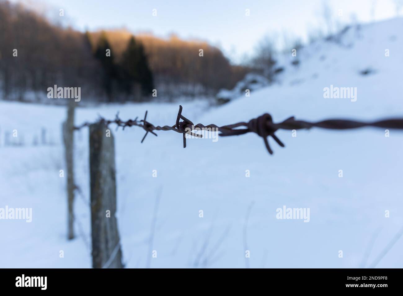 Im Winter: Die Schönheit des Stacheldrahts gegen den Schnee Stockfoto