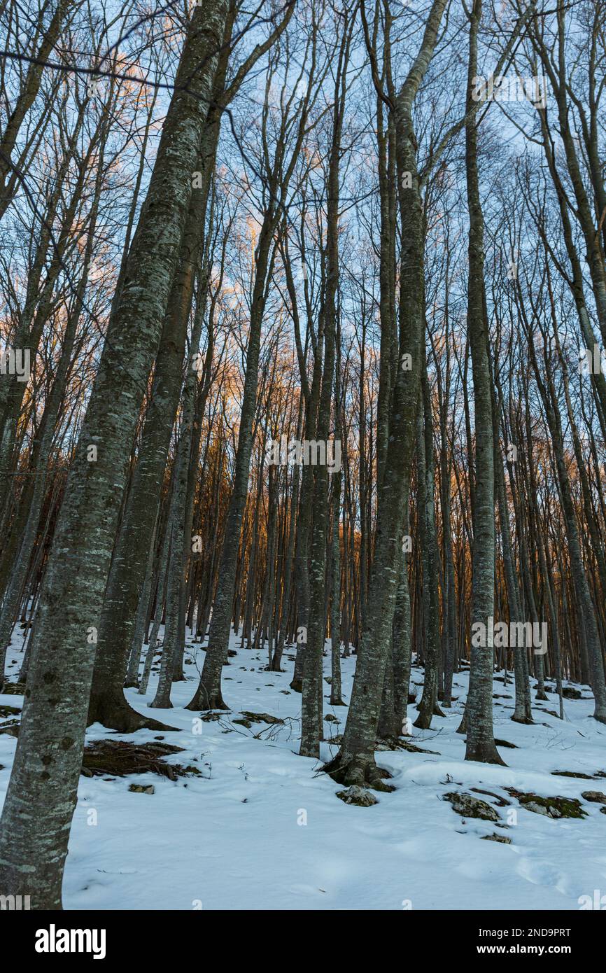 Frosty Forest: Schneebedeckte Bäume in den Bergen Stockfoto