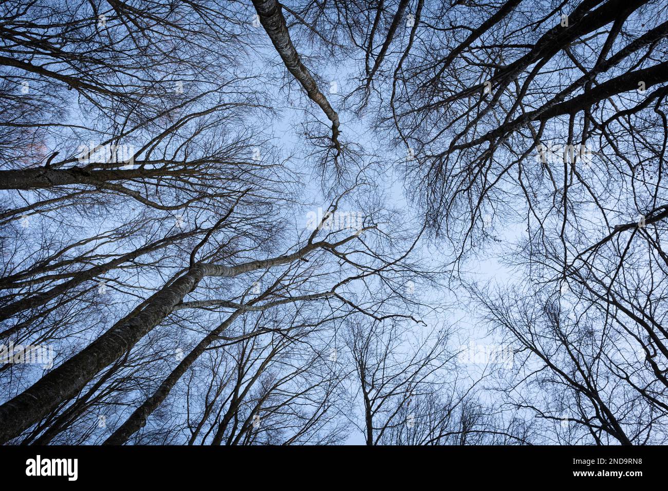 Frostige Baumzweige gegen den blauen Himmel im Winter Stockfoto