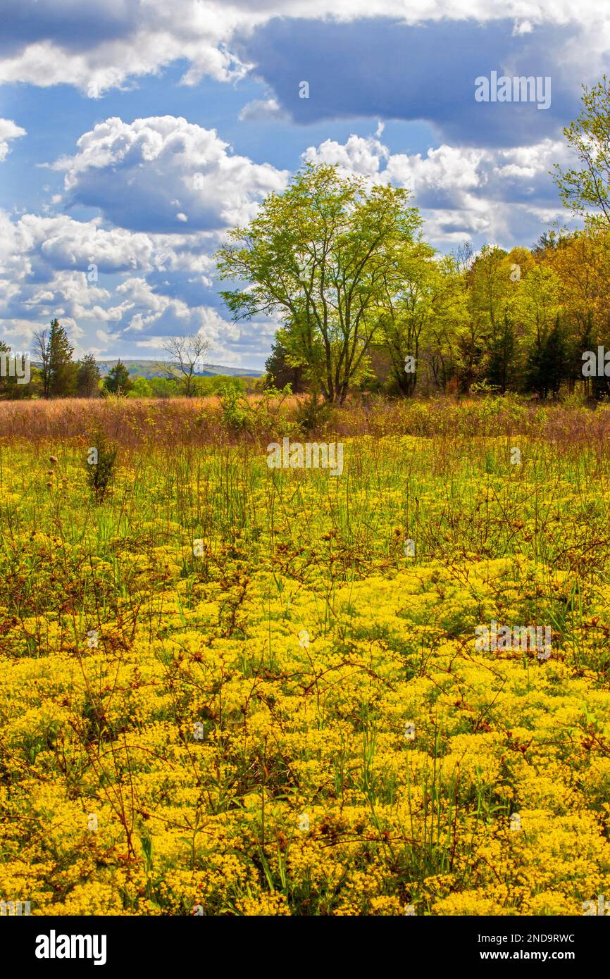 Cypress Spurge; Blüte im Frühling in Delaware Water Gao National Recreation Area, Pennsylvania Stockfoto