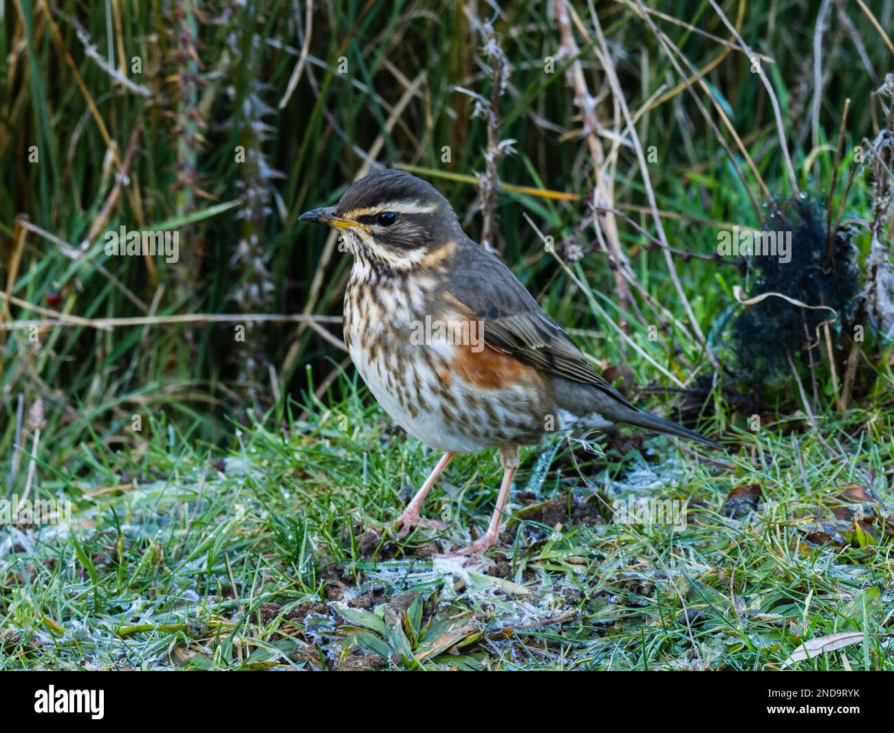 Ein überwinterender Rotschopf, Turdus iliacus, hoch oben auf dem Boden. Stockfoto