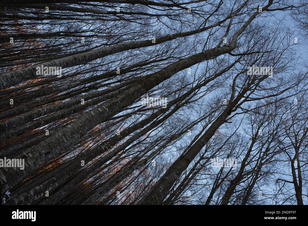 Frostige Baumzweige gegen den blauen Himmel im Winter Stockfoto