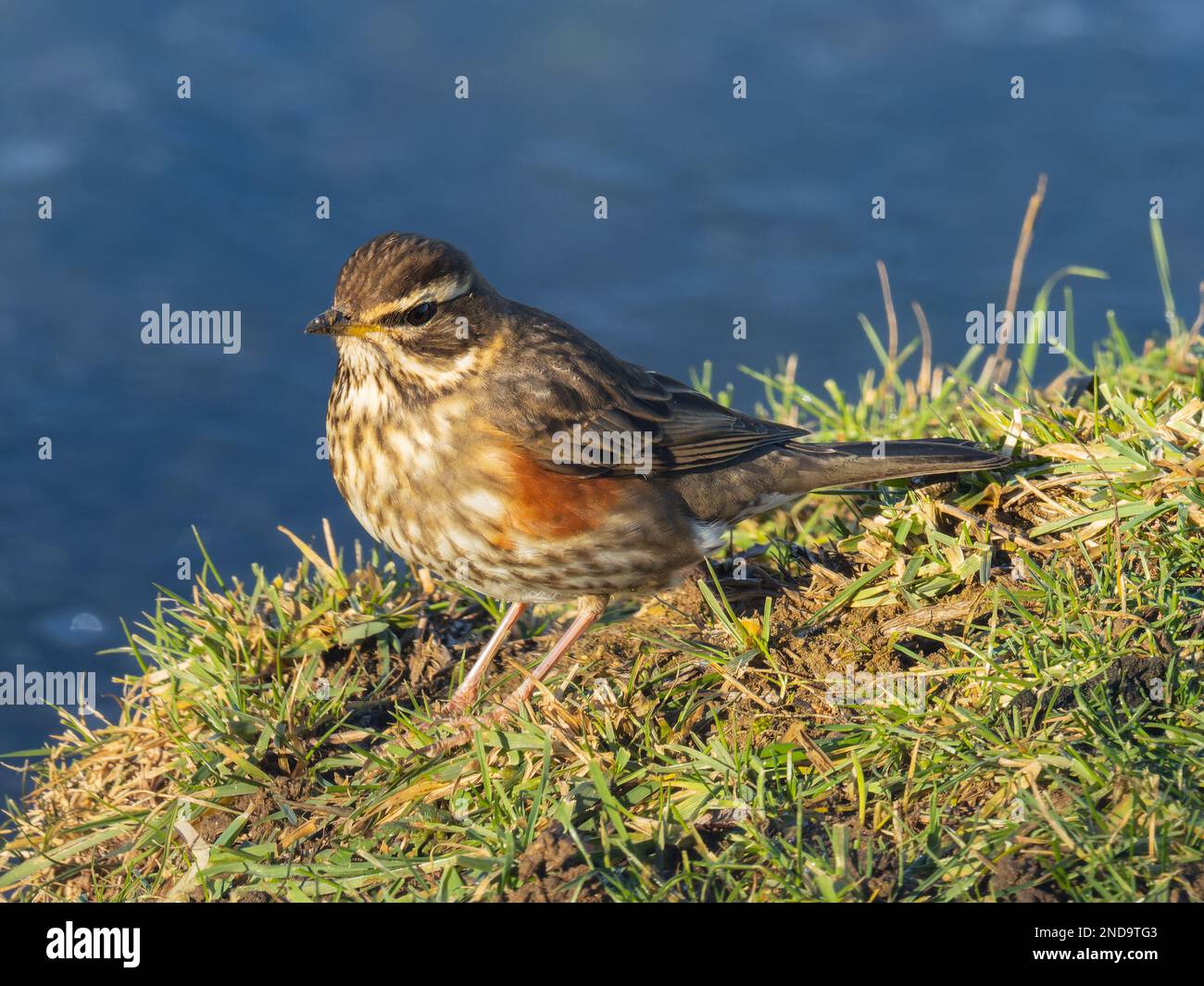 Ein überwinterender Rotschopf, Turdus iliacus, hoch oben auf dem Boden. Stockfoto