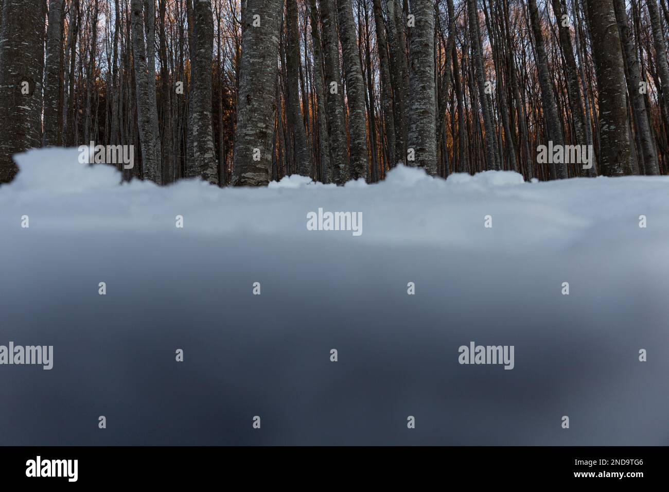 Winterleinwand der Natur: Dünn verteilte Bäume in einer verschneiten Landschaft des Lessinia Park Stockfoto