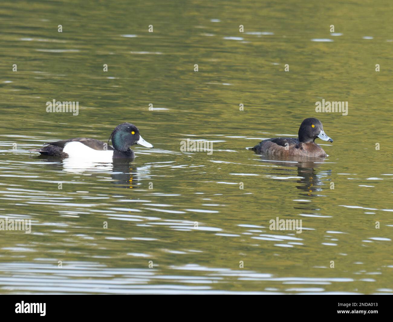 Ein Paar getuftete Enten, auch bekannt als tufted Pochard, Aythya fuligula, die auf einem See schwimmen. Stockfoto