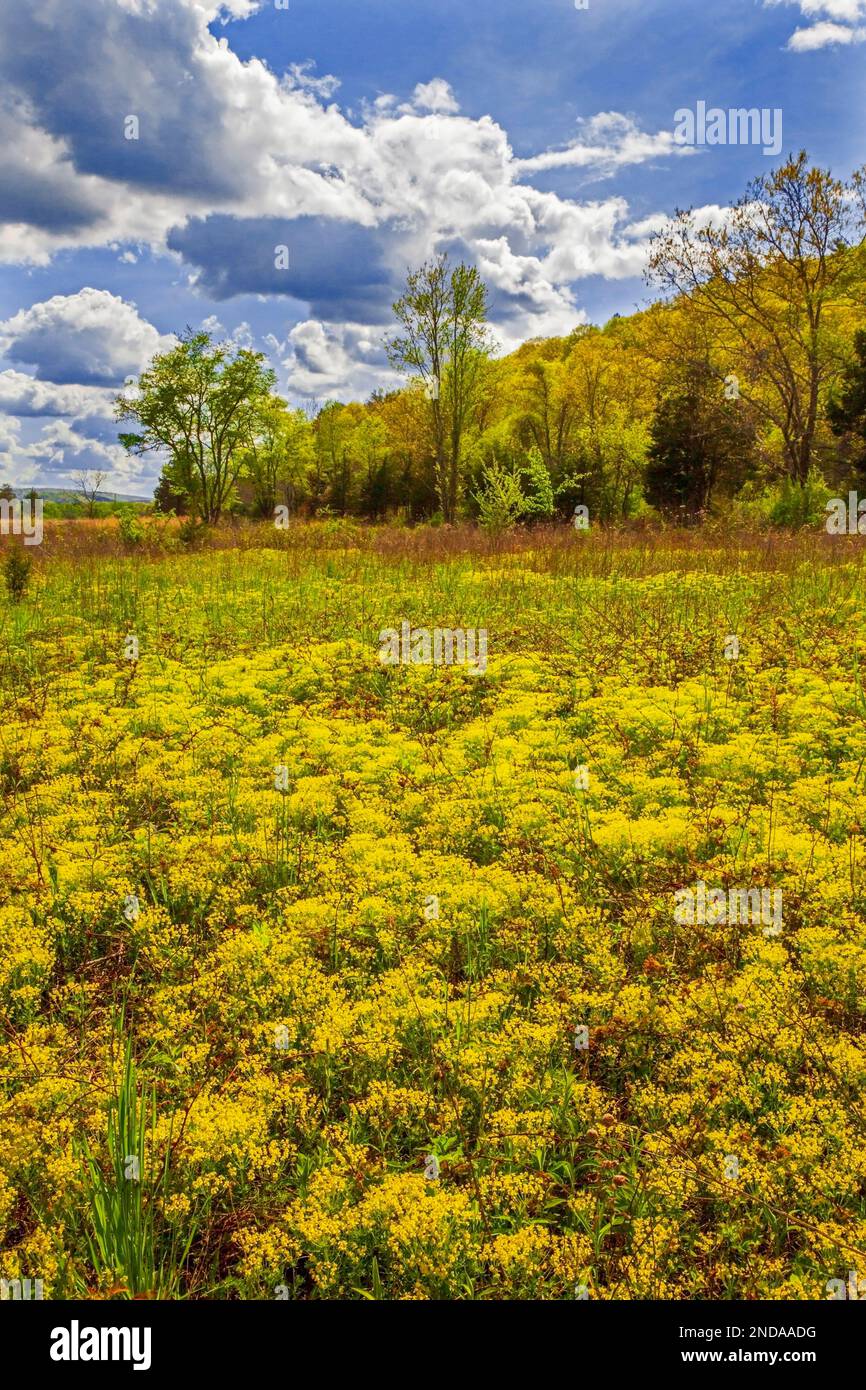 Cypress Spurge; Blüte im Frühling in Delaware Water Gao National Recreation Area, Pennsylvania Stockfoto