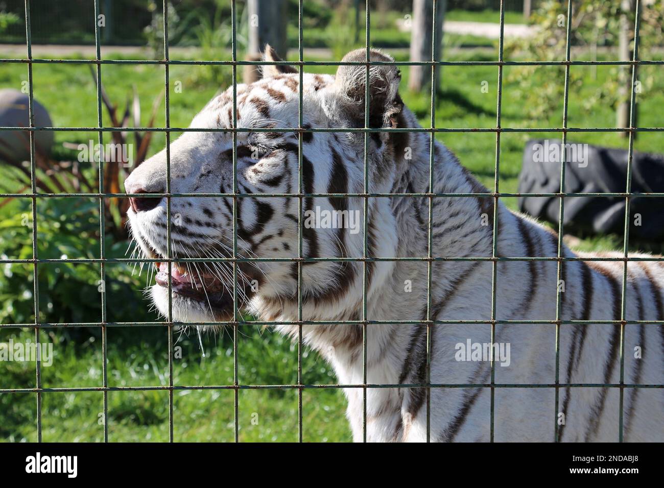 „Baikal“, White Tiger (Panthera tigris tigris), Big Cat Sanctuary, Headcorn Road, Smarden, Ashford, Kent, England, Großbritannien, Großbritannien, Europa Stockfoto