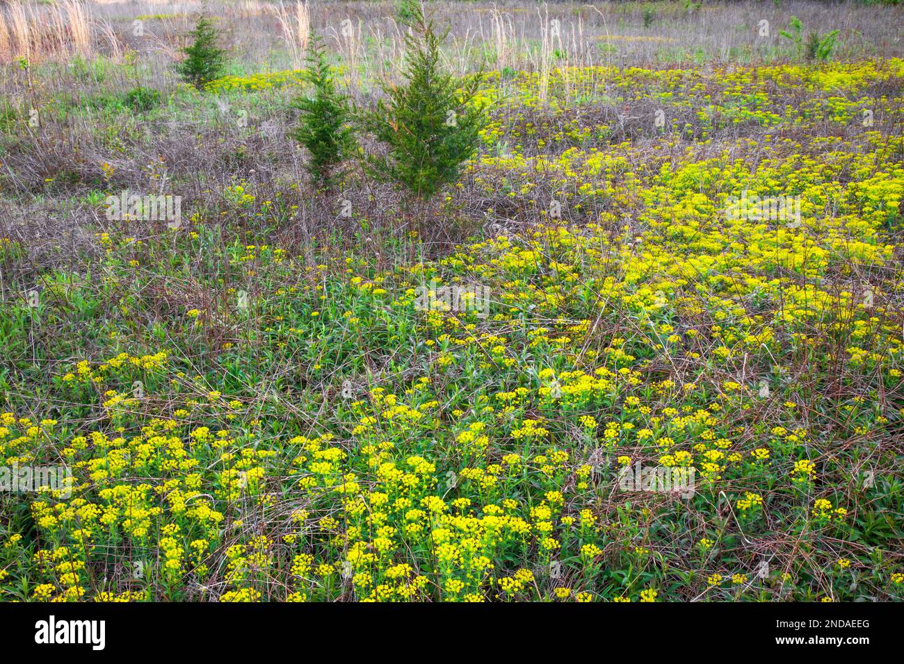 Cypress Spurge; Blüte im Frühling in Delaware Water Gao National Recreation Area, Pennsylvania Stockfoto