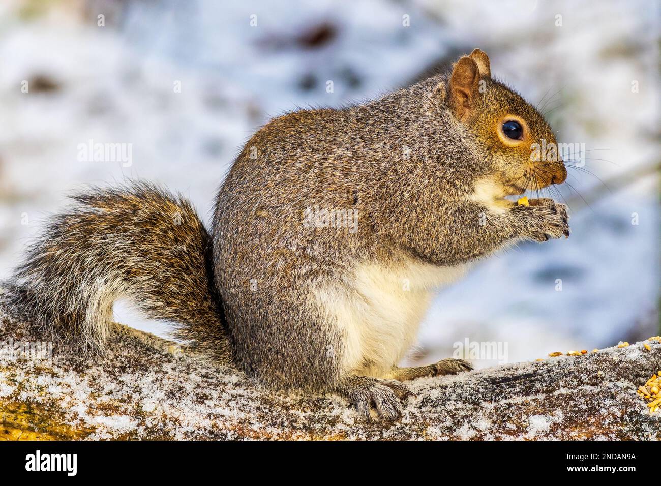 Graues Eichhörnchen, das auf einem Baum mit Schnee isst Stockfoto