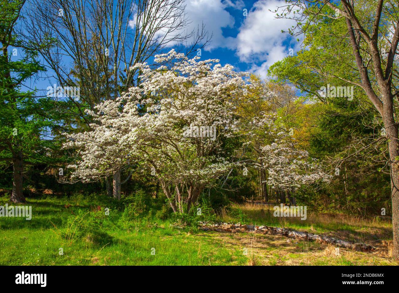 Blühendes Dogwood im Delaware Water Gap National Recreation Area, Pennsylvania Stockfoto